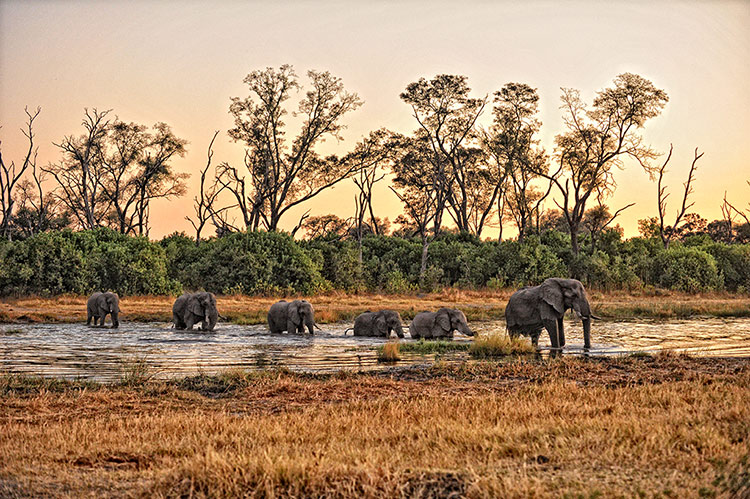 Botswana safari