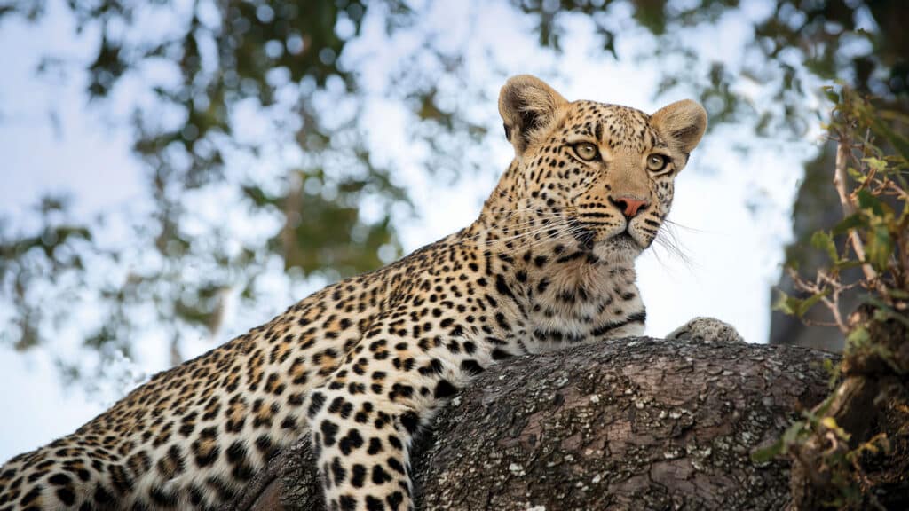 Okavango Exploration