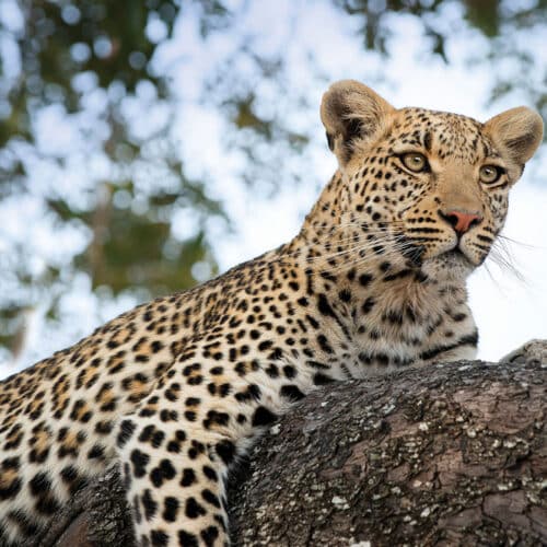 Okavango Exploration
