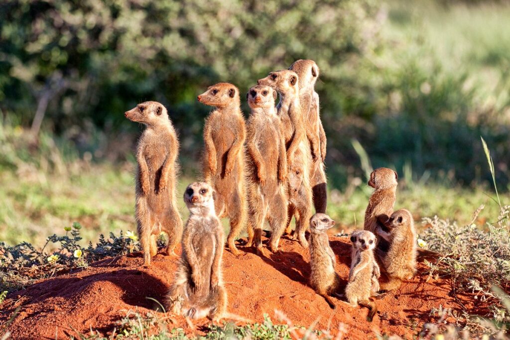 Kalahari Expeditions