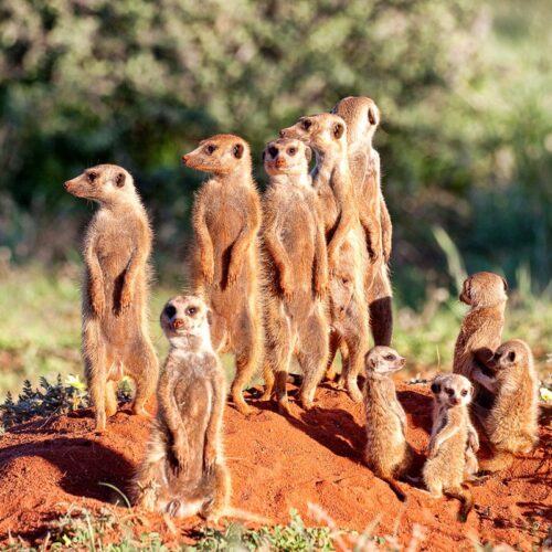 Kalahari Expeditions