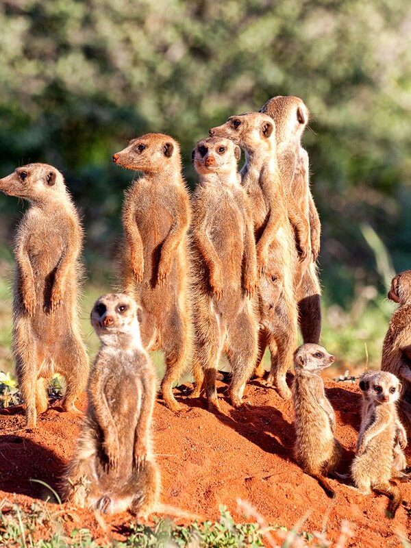 Kalahari Expeditions