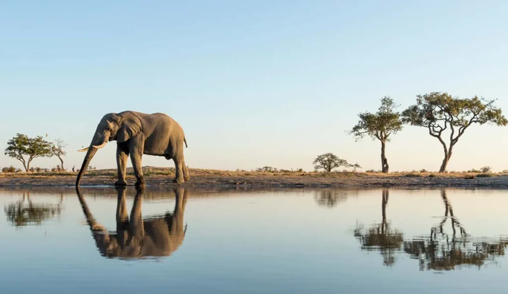Botswana safari