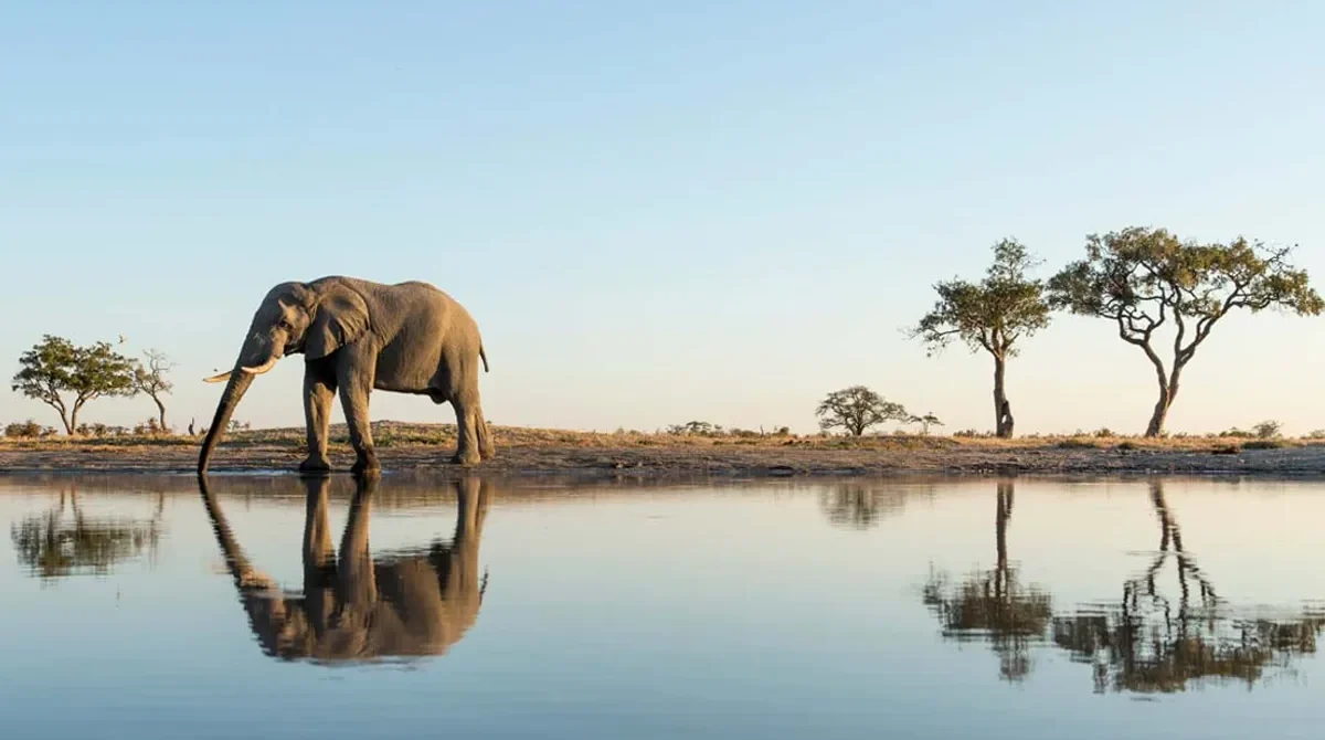 Botswana vs Namibia: Which Safari Is Right for You?