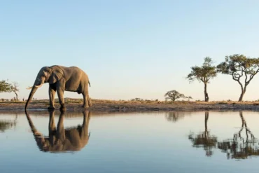 Botswana safari