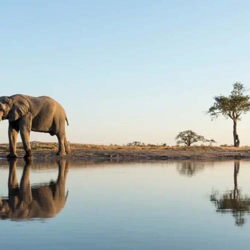 Botswana safari