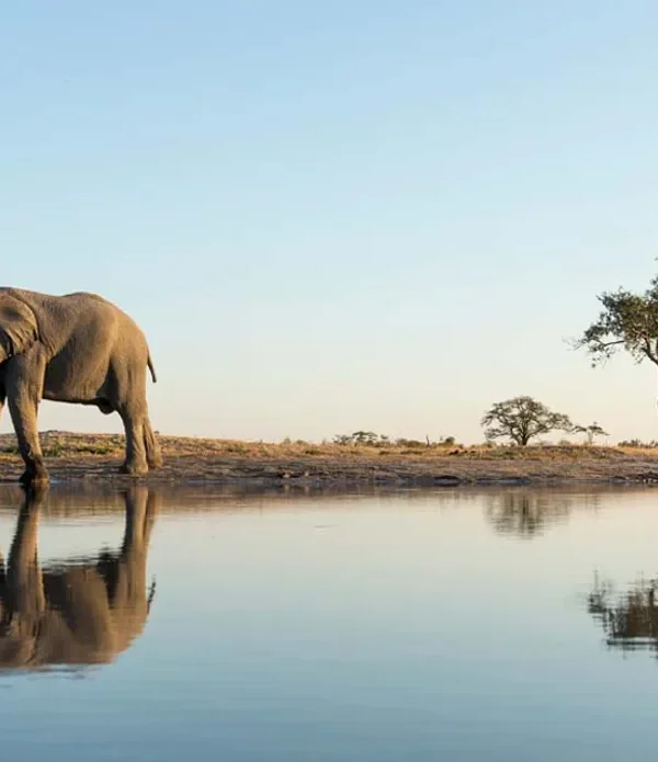 Botswana safari