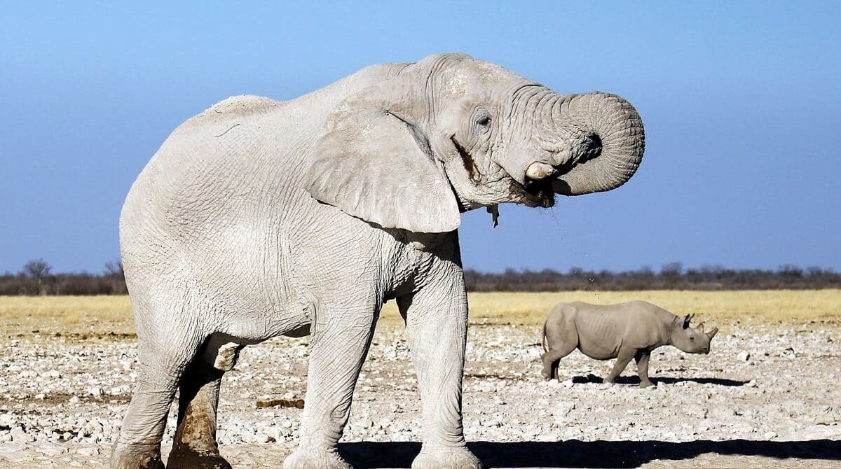 First Time Namibia Safari: 10 Essential Mistakes to Avoid