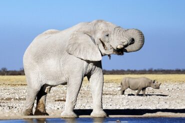 first time namibia safari