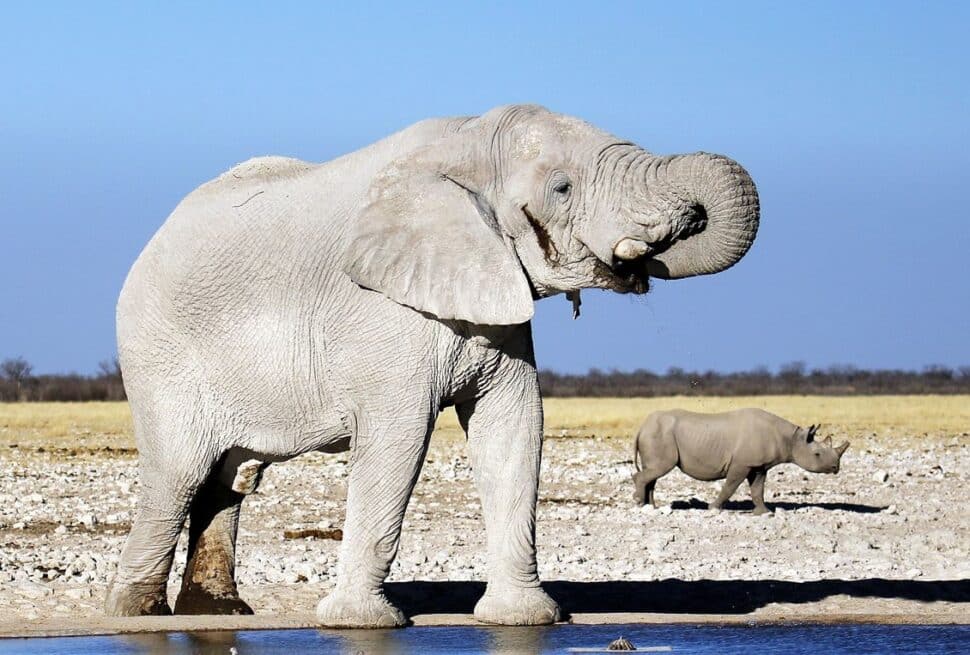first time namibia safari