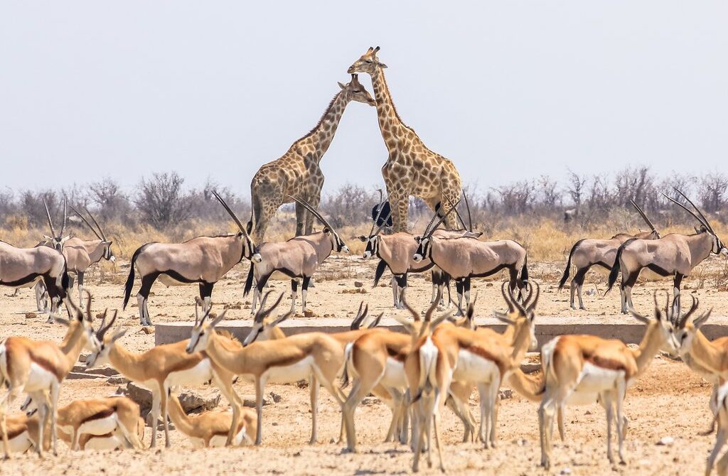 Guided Namibia Safaris vs. Self-Drive: 10 Essential Reasons to Choose Your Drea Guide