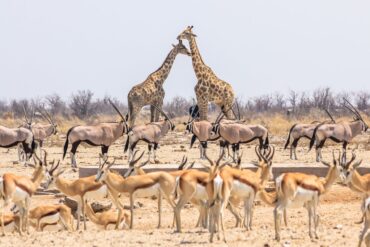 guided namibia safaris