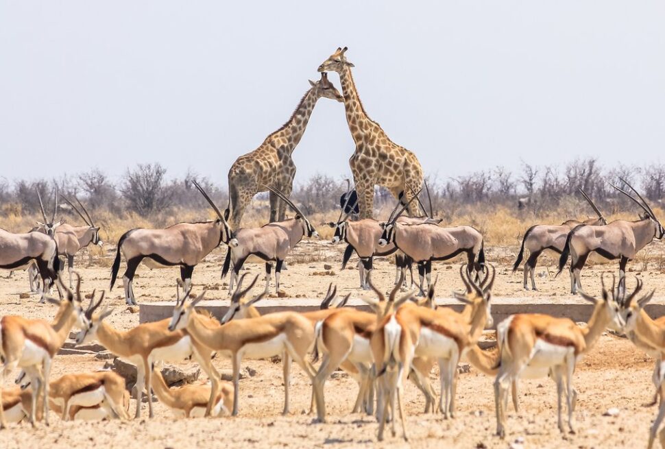 guided namibia safaris