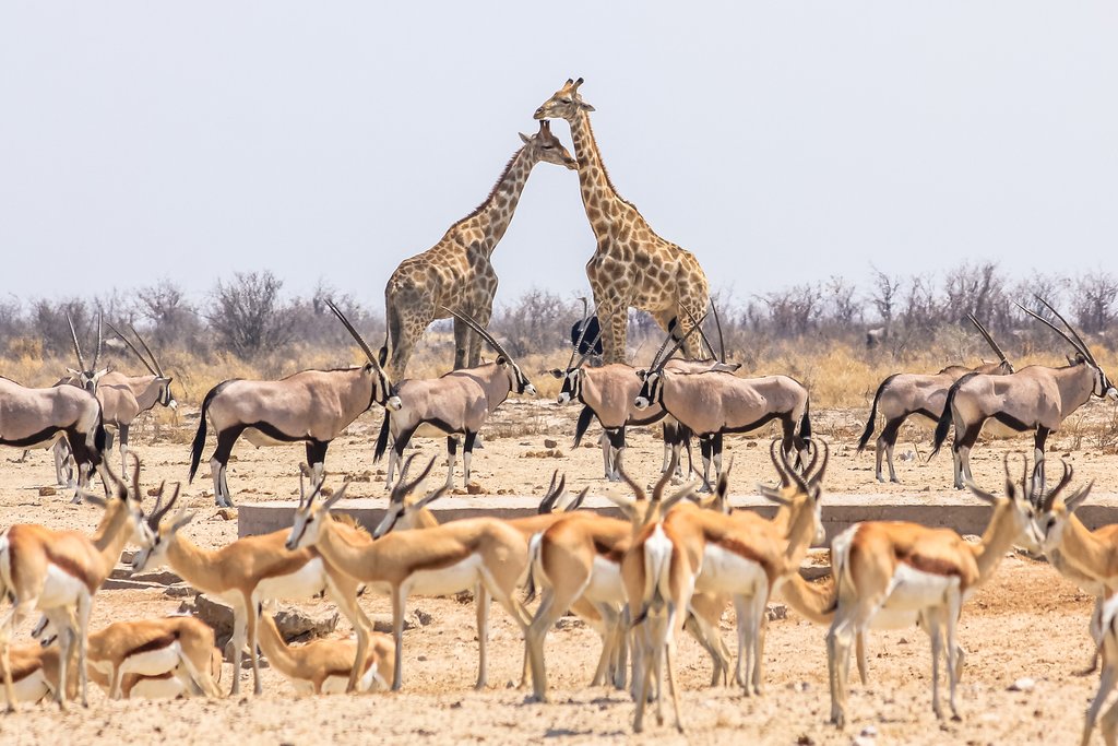 guided namibia safaris
