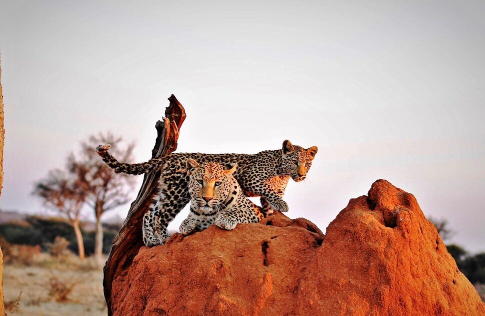 the ultimate namibia safari guide