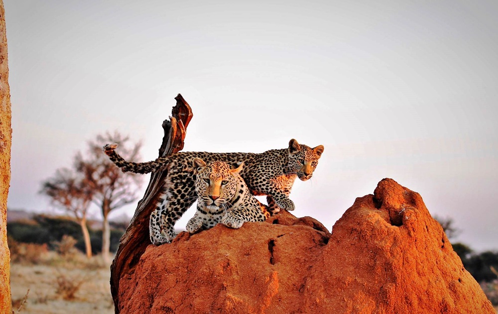 the ultimate namibia safari guide
