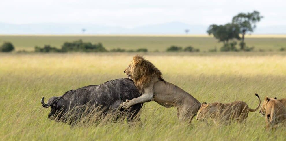 masai mara conservancies hunt