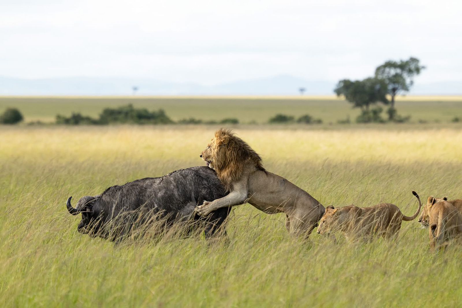 masai mara conservancies hunt