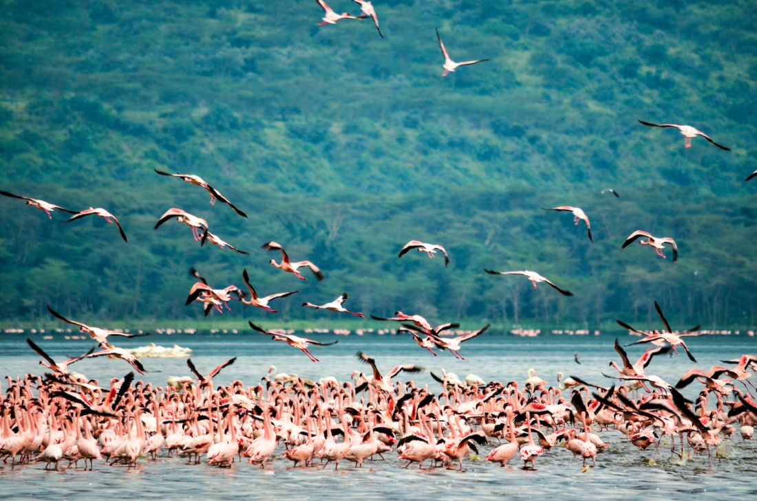 flamingos-lake-nakuru-national-park