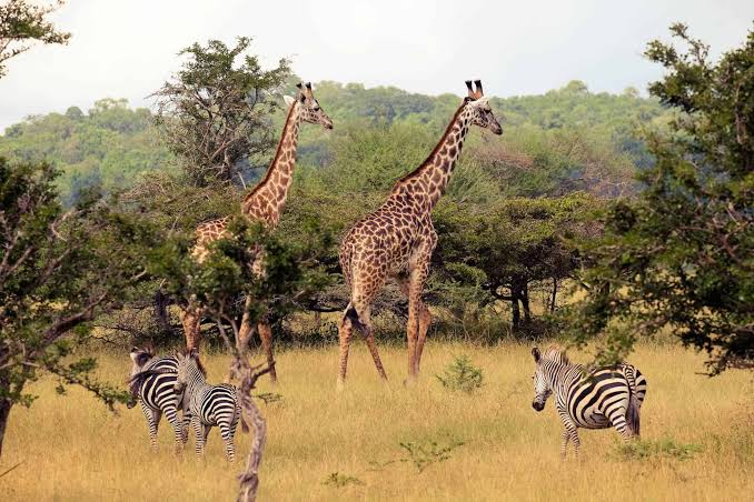 Southern Circuit Tanzania Safari Itinerary