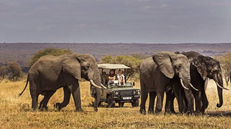 Tarangire National Park Elephant Walking Safari