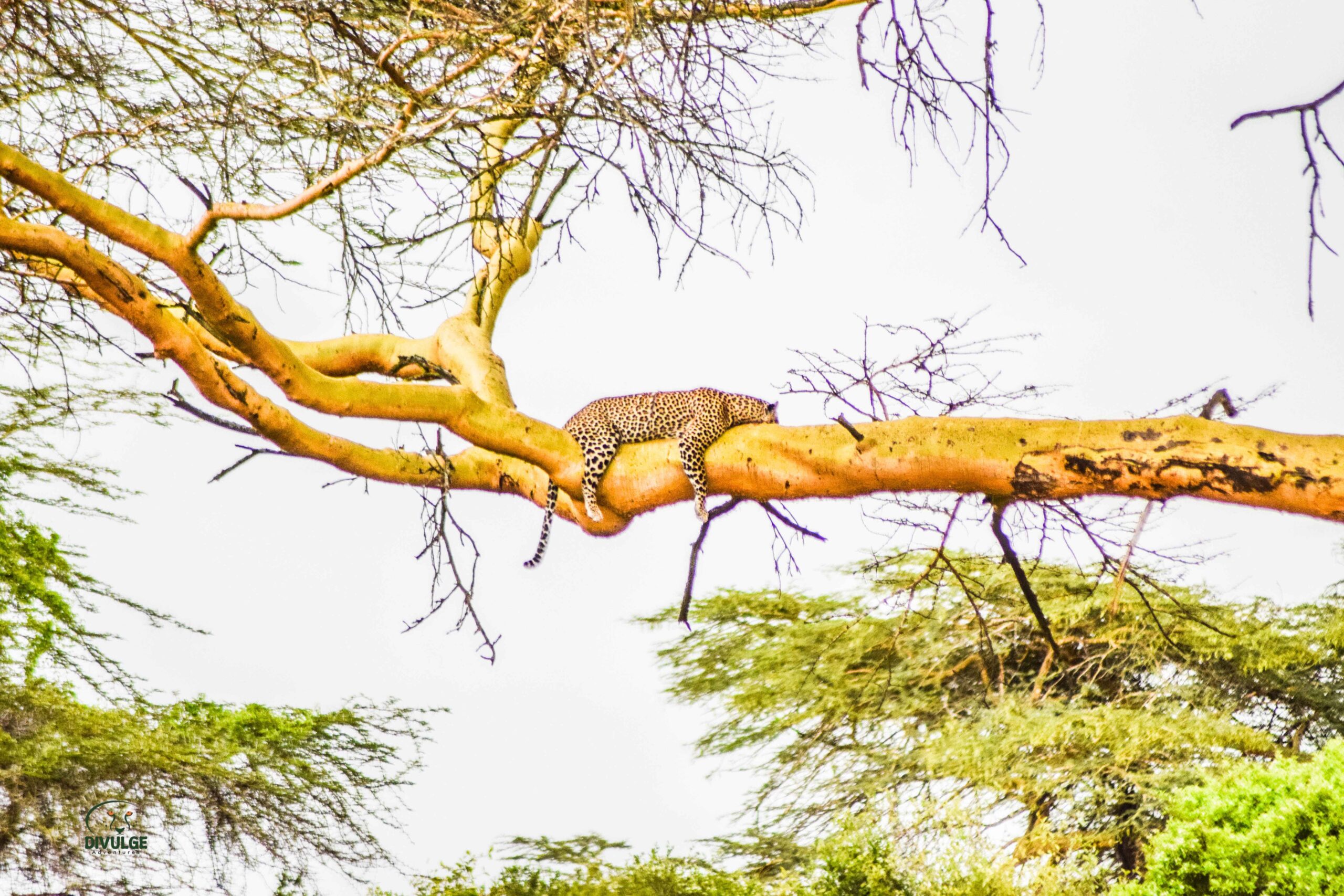 leopard-lake-nakuru-national-park-divulge_adventures_safari