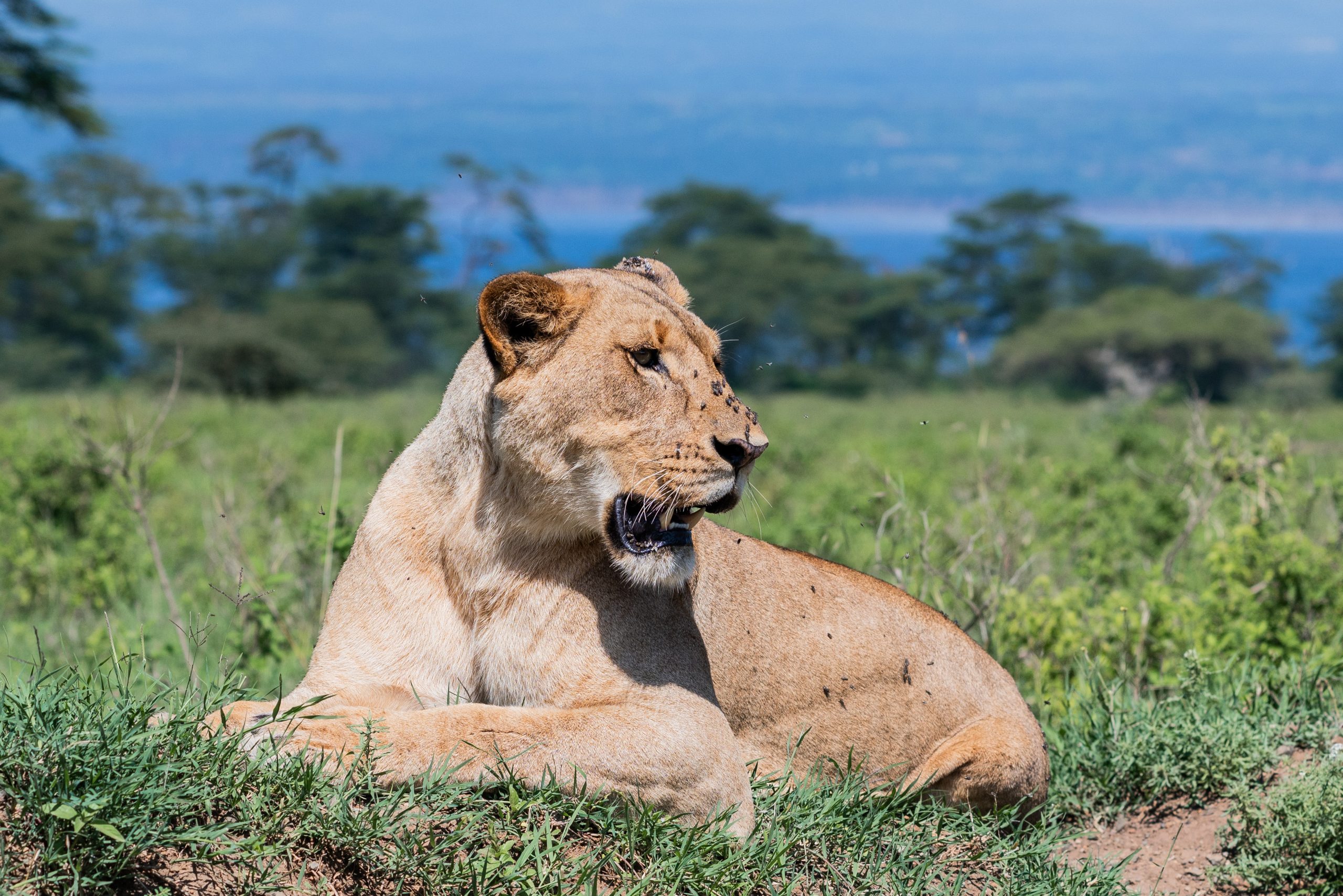 lion-lake-nakuru-national-park
