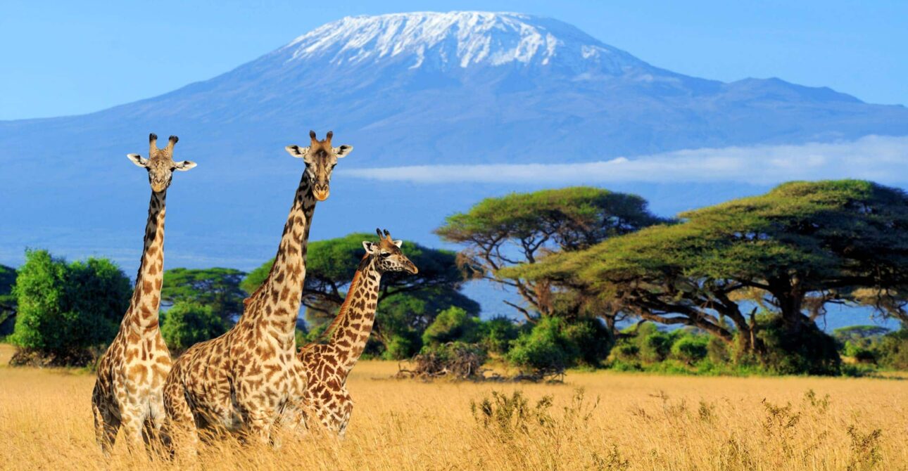 Conquering Mount Kilimanjaro: The Brutal Truth About Altitude Sickness on the Machame Route