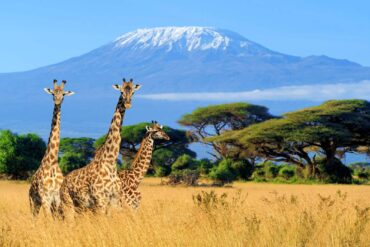 mount kilimanjaro