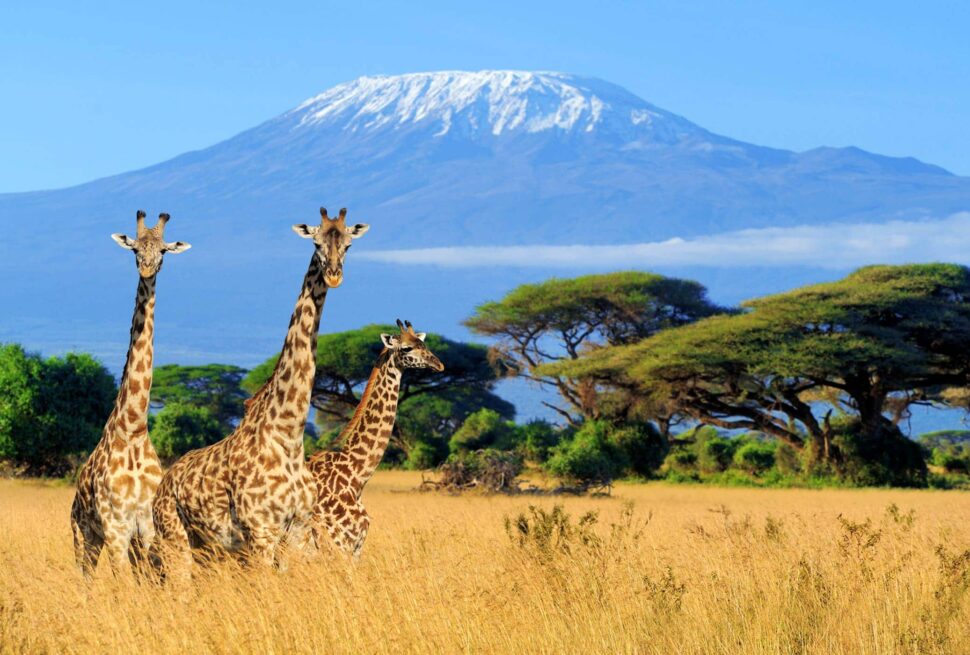 mount kilimanjaro
