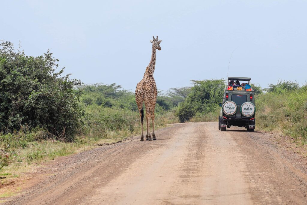 nairobi national park safari divulge adventures
