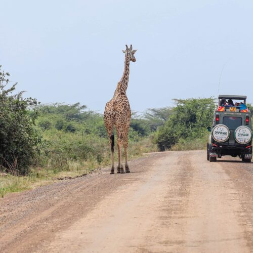 Nairobi National Park Half Day Safari divulge adventures