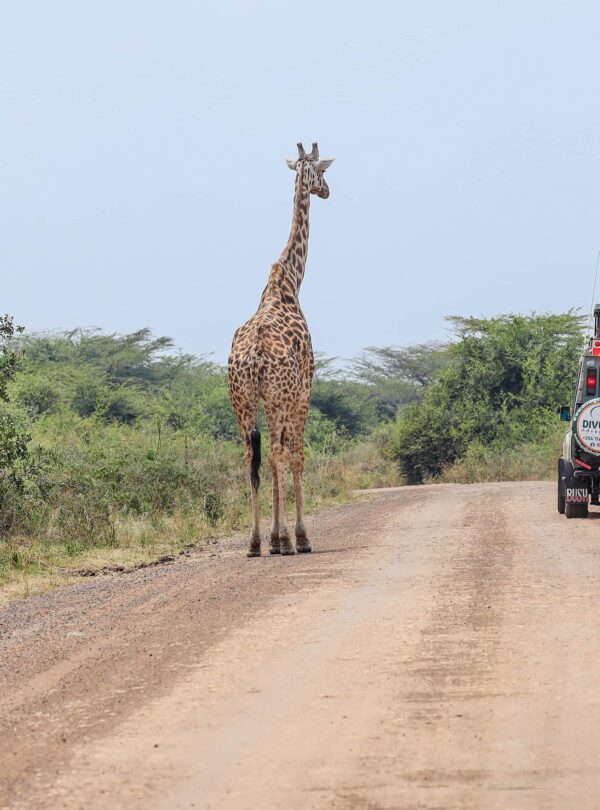 Nairobi National Park Half Day Safari divulge adventures