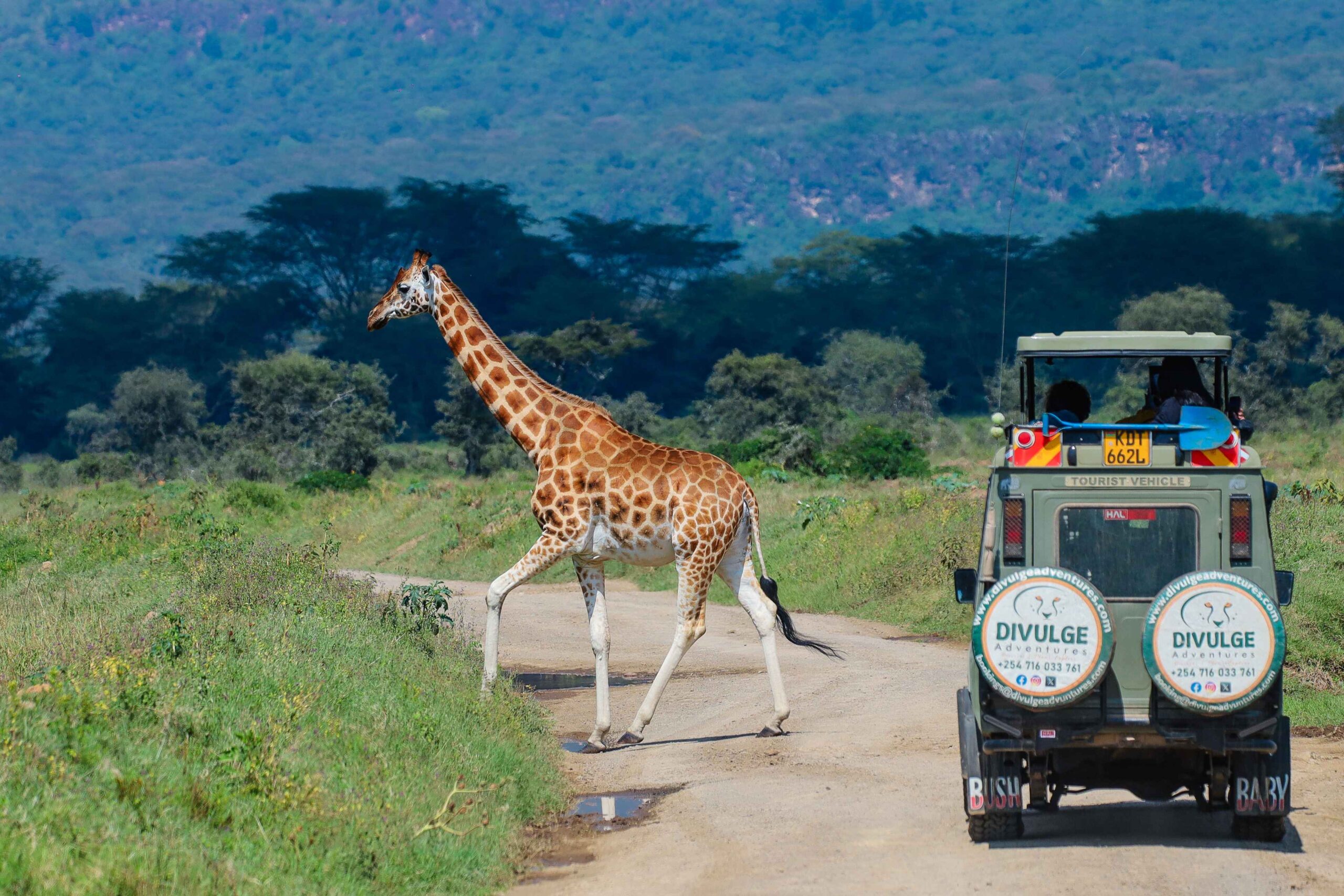 rothschild-giraffe-lake-nakuru-national-park-divulge-adventures