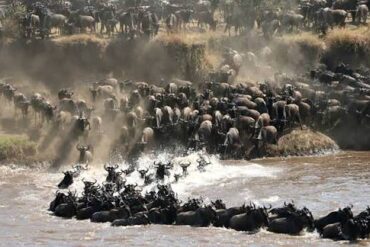 Ngorongoro Crater & Serengeti National park Safari