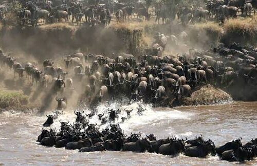 Ngorongoro Crater & Serengeti National park Safari
