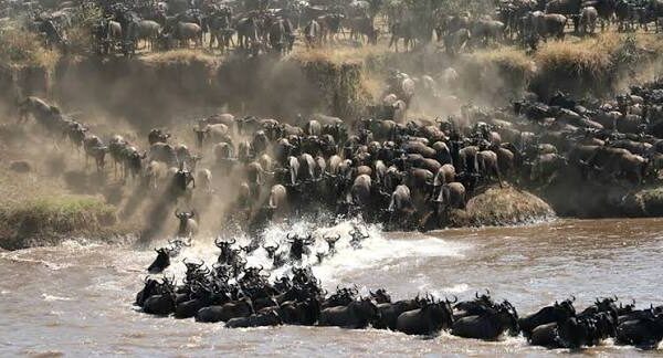 Ngorongoro Crater & Serengeti National park Safari