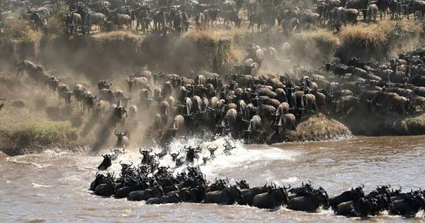 serengeti migration