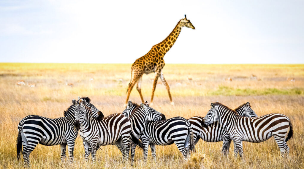 tanzania-safari