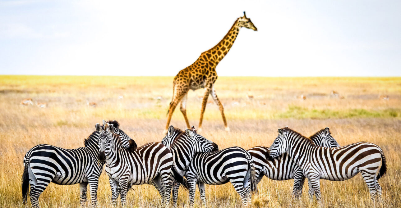 Tanzania Safari Guide: How to Eperience Magical Wildlife on A budget