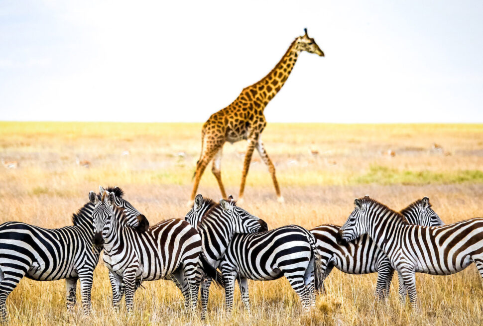 tanzania-safari