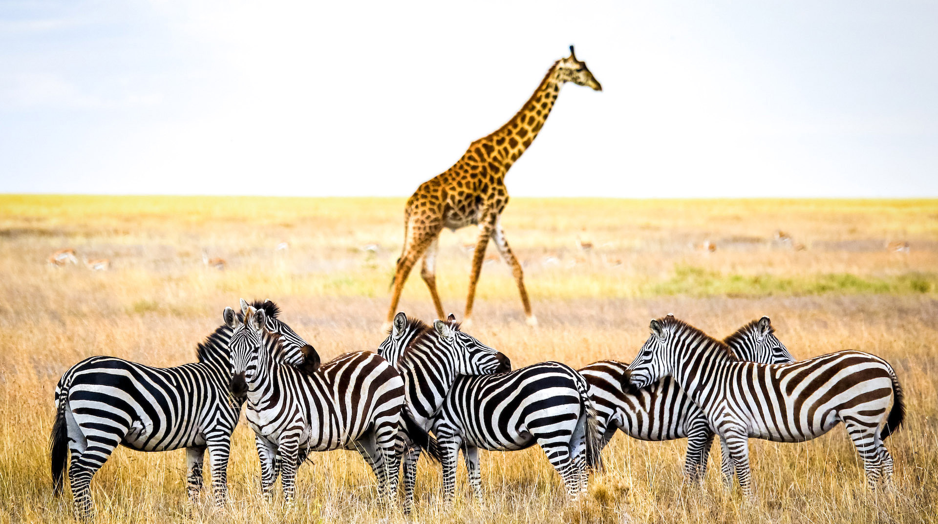 tanzania-safari