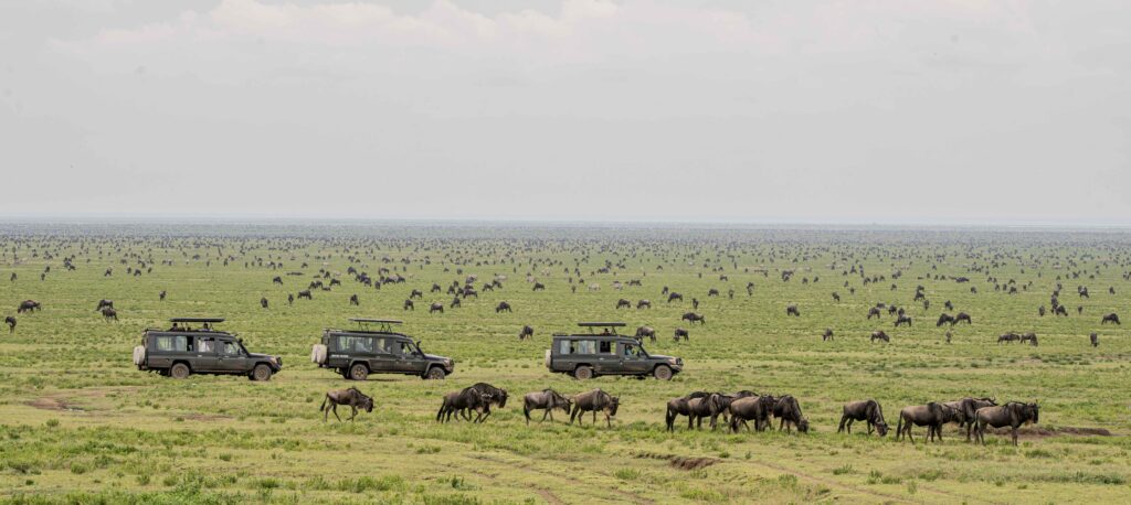 8 day northern Tanzania great migration safari: wildebeest in the Serengeti