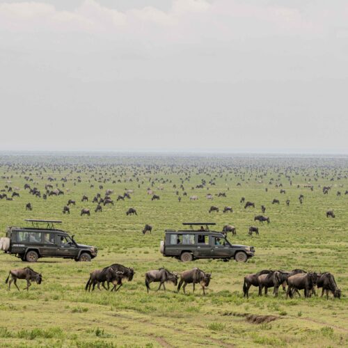 8 day northern Tanzania great migration safari: wildebeest in the Serengeti