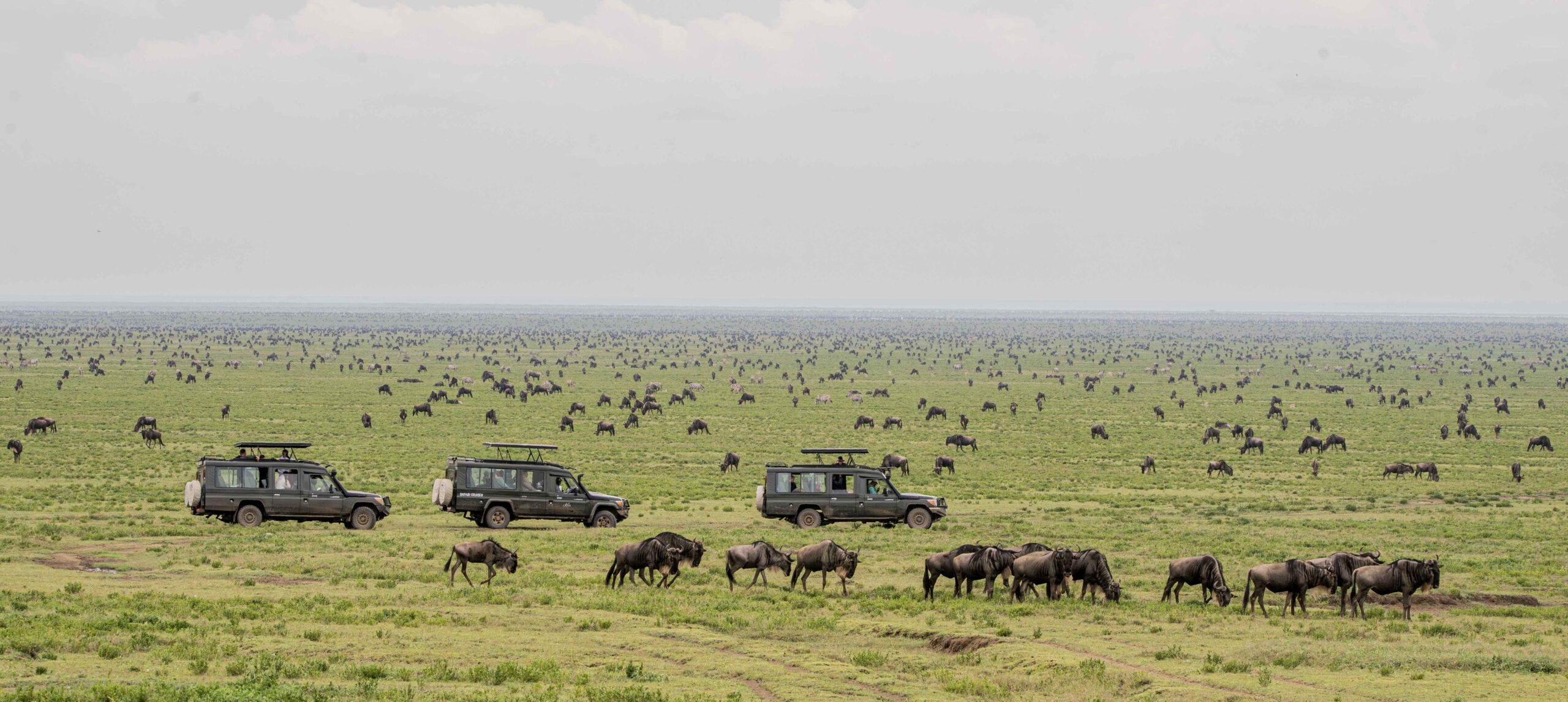 Wildebeest in the Serengeti, Tanzania