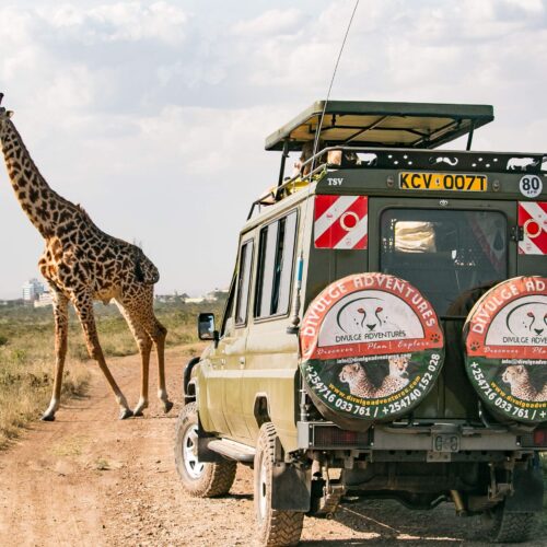 Nairobi National Park Half Day Safari divulge adventures
