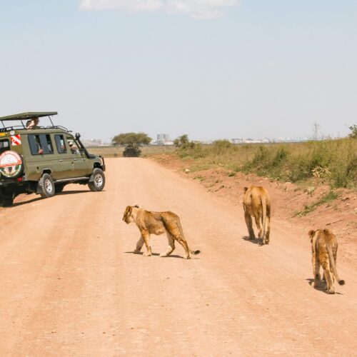 Nairobi National Park Half Day Safari divulge adventures
