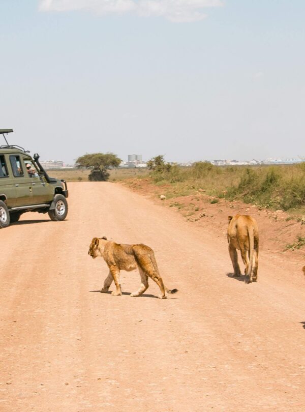 Nairobi National Park Half Day Safari divulge adventures