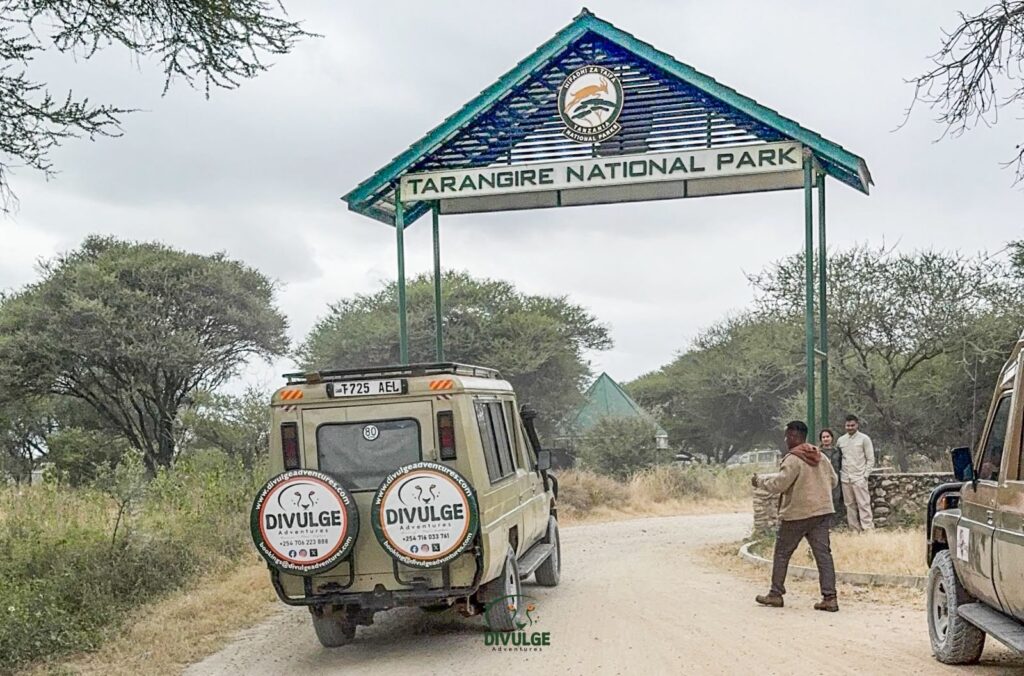 Tarangire National park best national parks in Tanzania Divulge Adventures