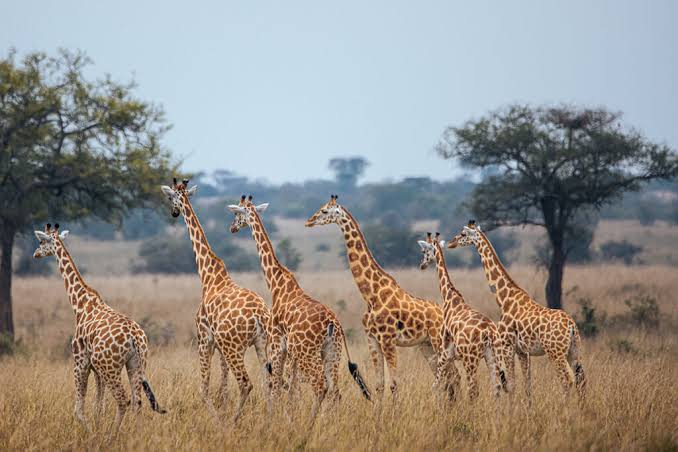 :Wildlife safari in the best national parks to visit in uganda